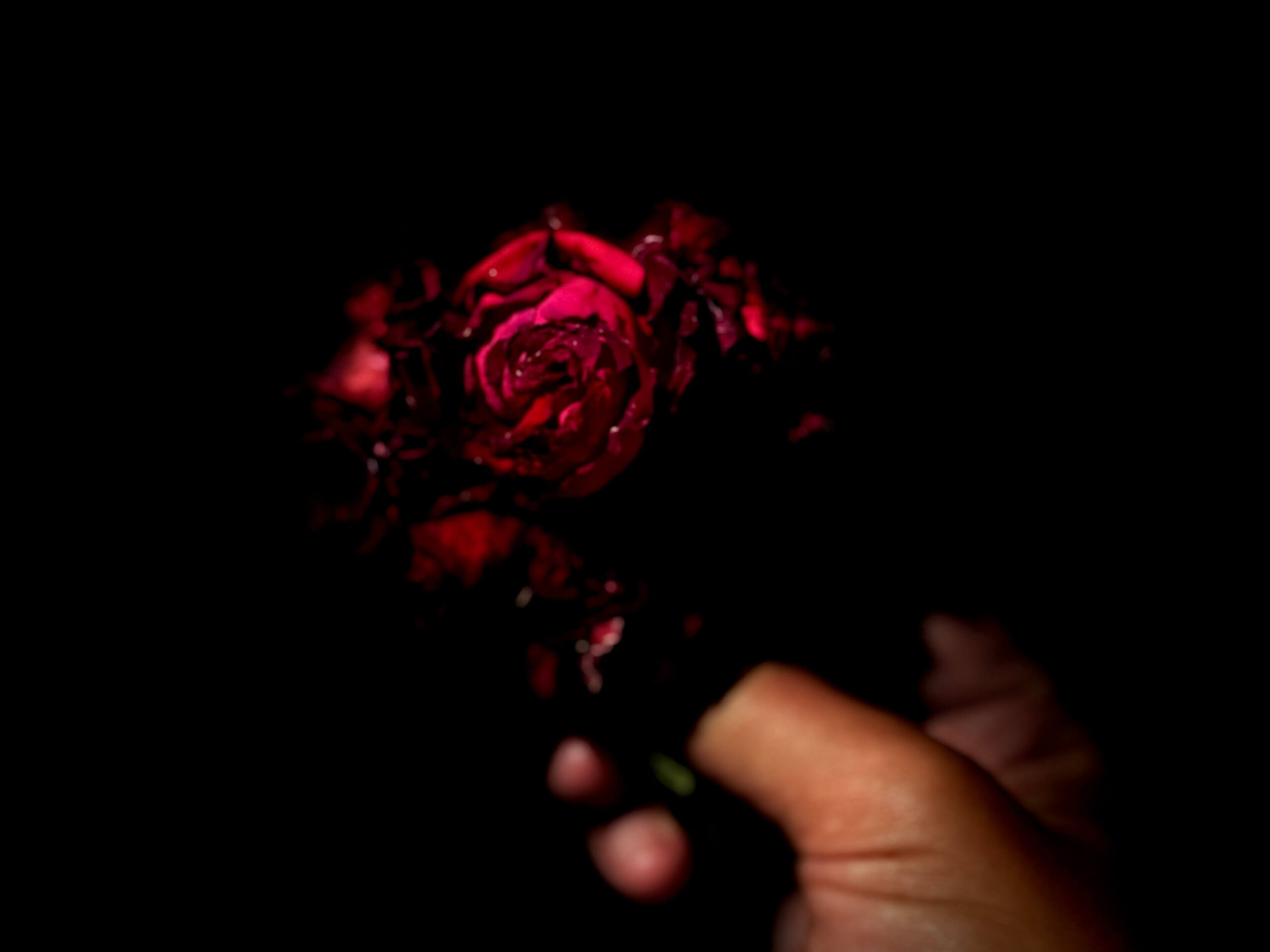 True Essence Roses